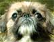 Polly Peke